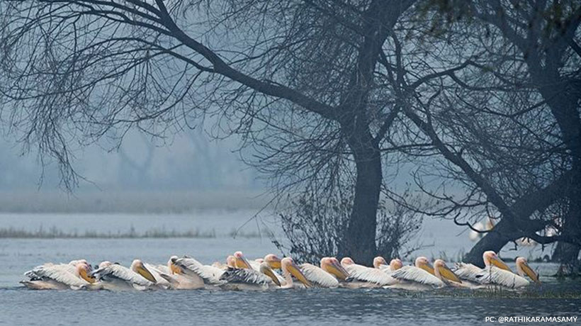 Must Visit 7 Bird Sanctuaries in India