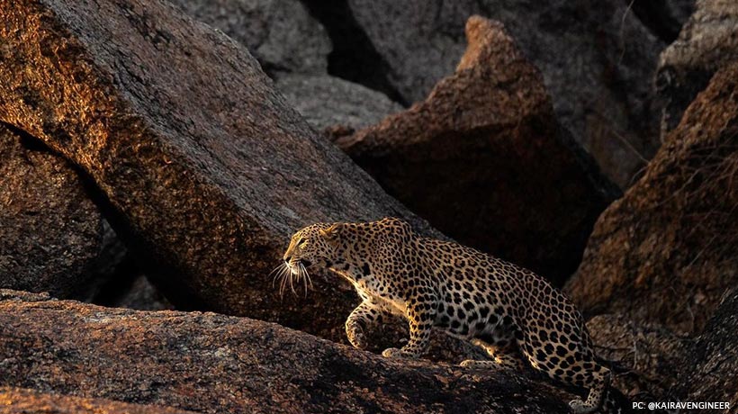 about-jawai-land-leopard