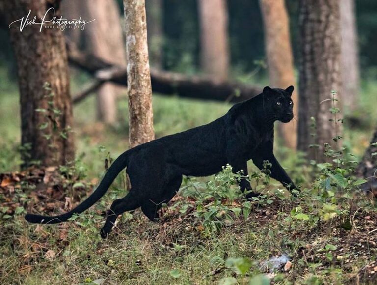 Wildlife Sanctuaries Where You Can Spot Black Panther in India ...