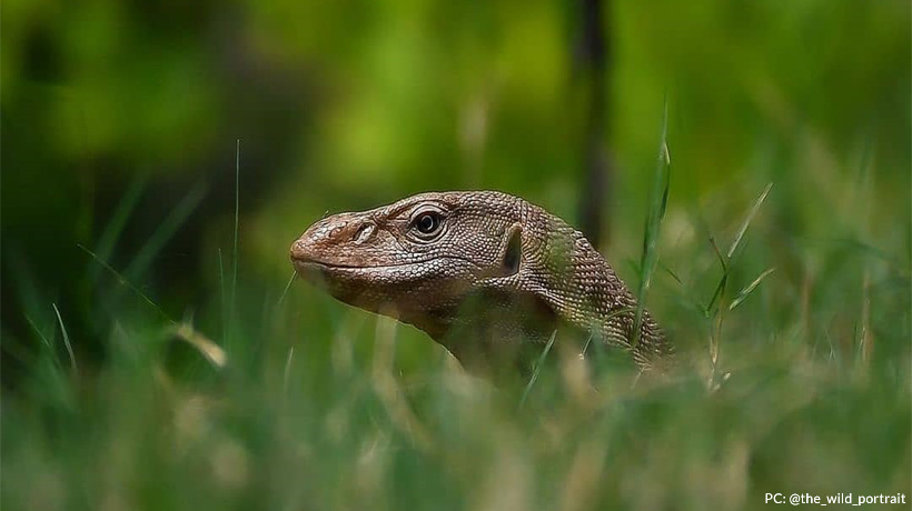 Monitor Lizard: Get to Know this Creature