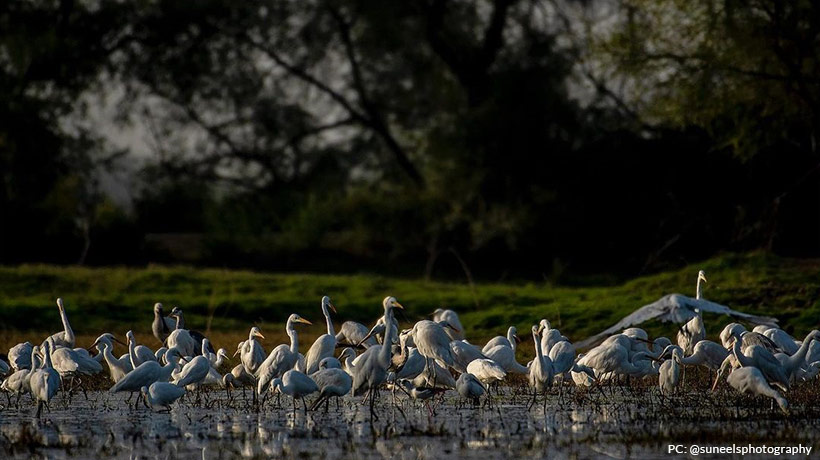 Bird Sanctuaries in India to visit in Winter – A heavenly getaway for all the Bird Lovers