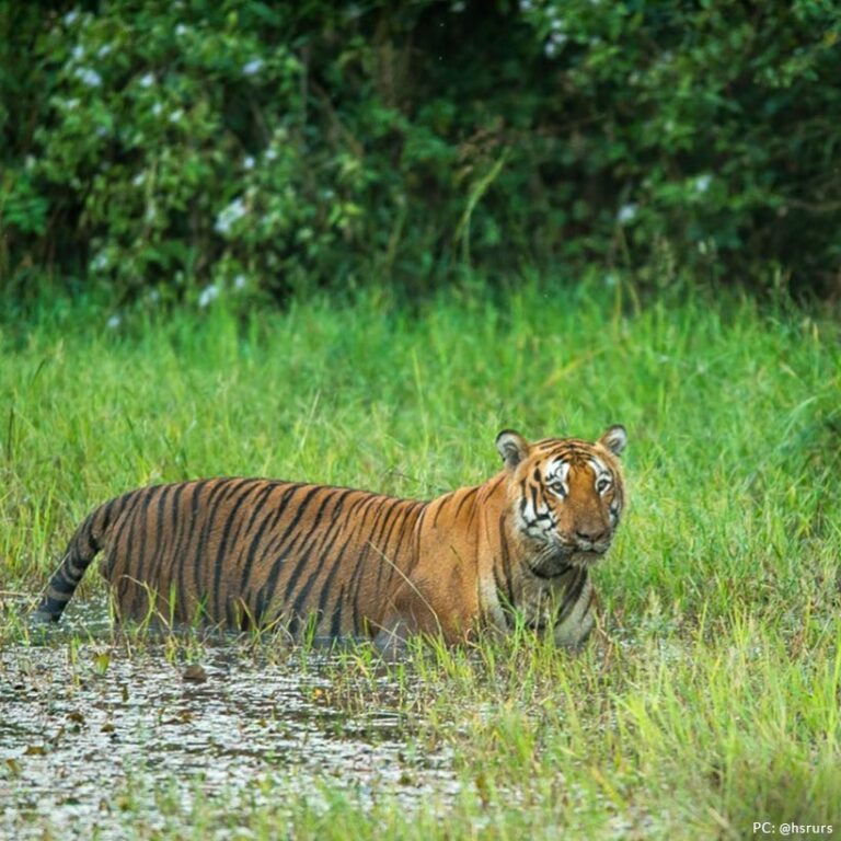 Bandipur National Park: Paradise of Wildlife - IndianWildography