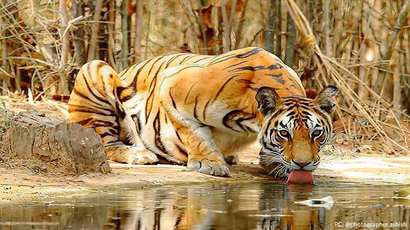 TIGER RESERVES and Project Tiger in INDIA