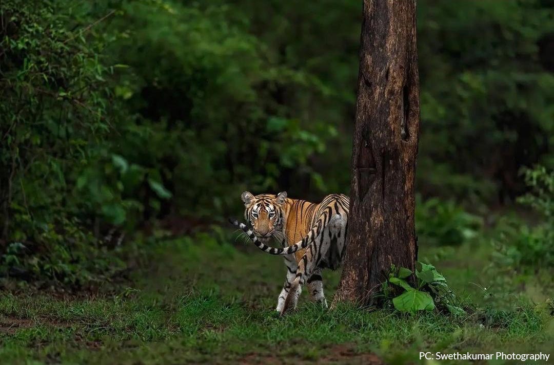 Tiger - Tadoba National Park