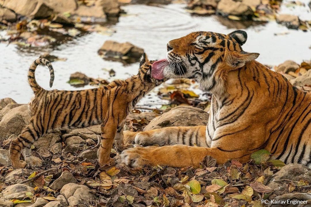 Tigress with her cub - Ranthambore National Park