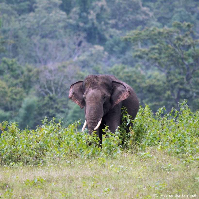 Sanctuaries in India to catch a Glimpse of the Elephant - Indianwildography