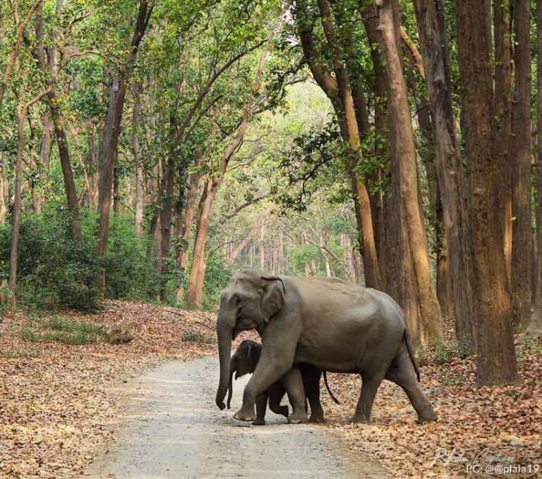 Sanctuaries in India to catch a Glimpse of the Elephant - Indianwildography