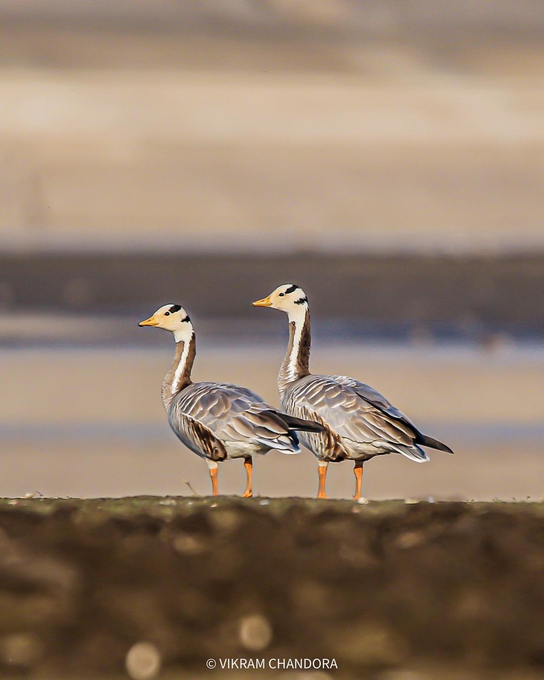 Bar Headed Goose